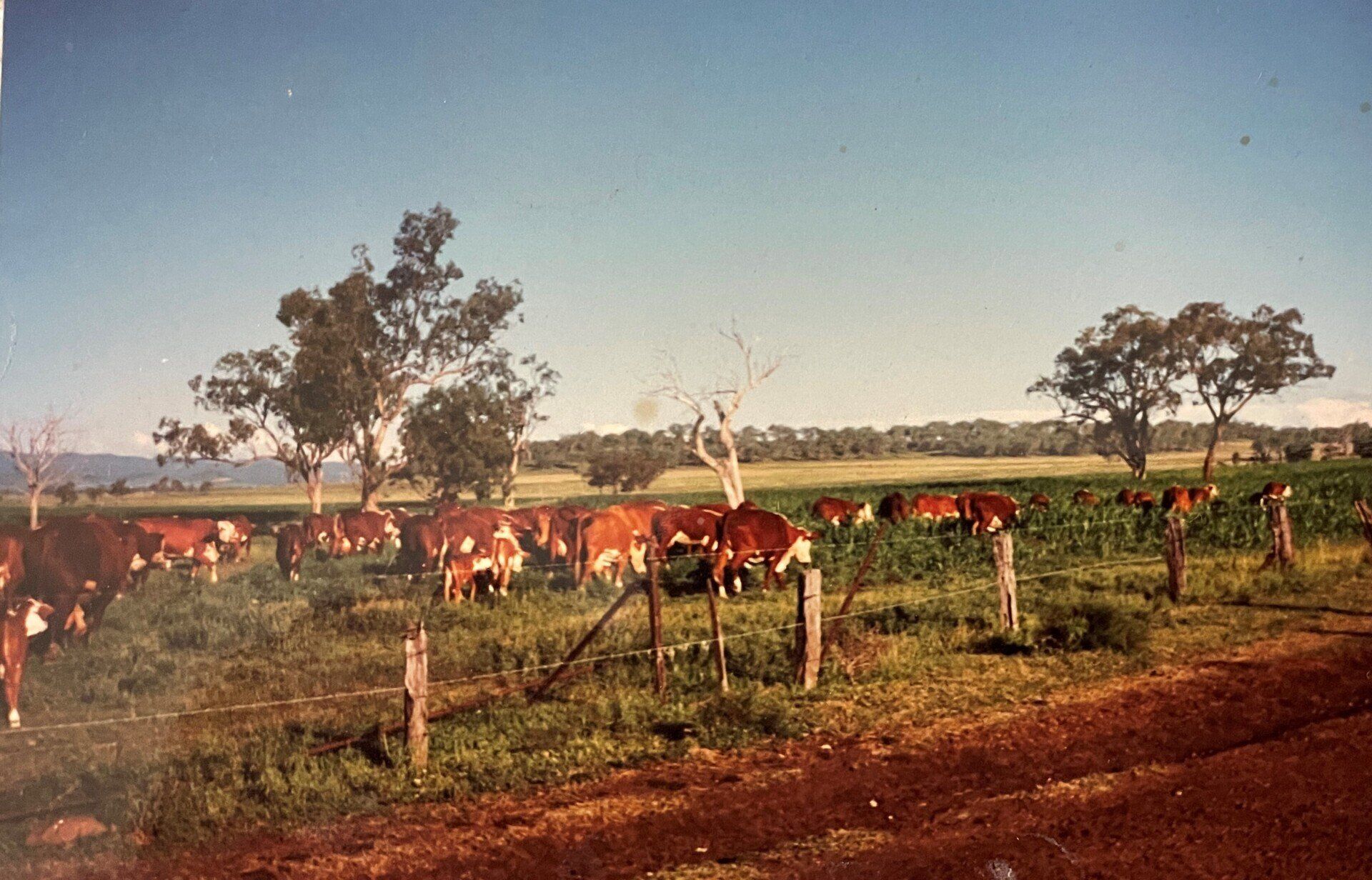 Strathgyle Brafords
