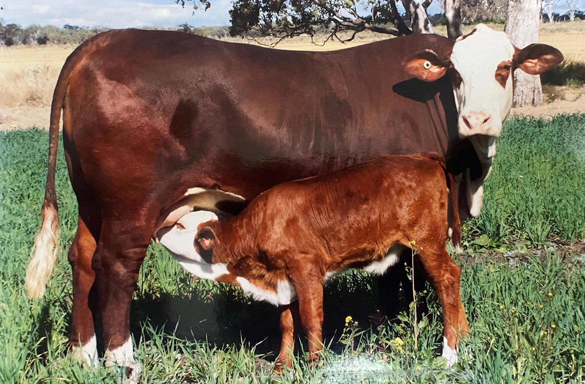Our Cattle