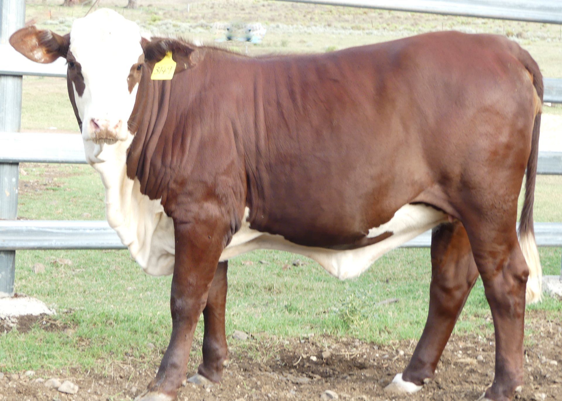 heifer
