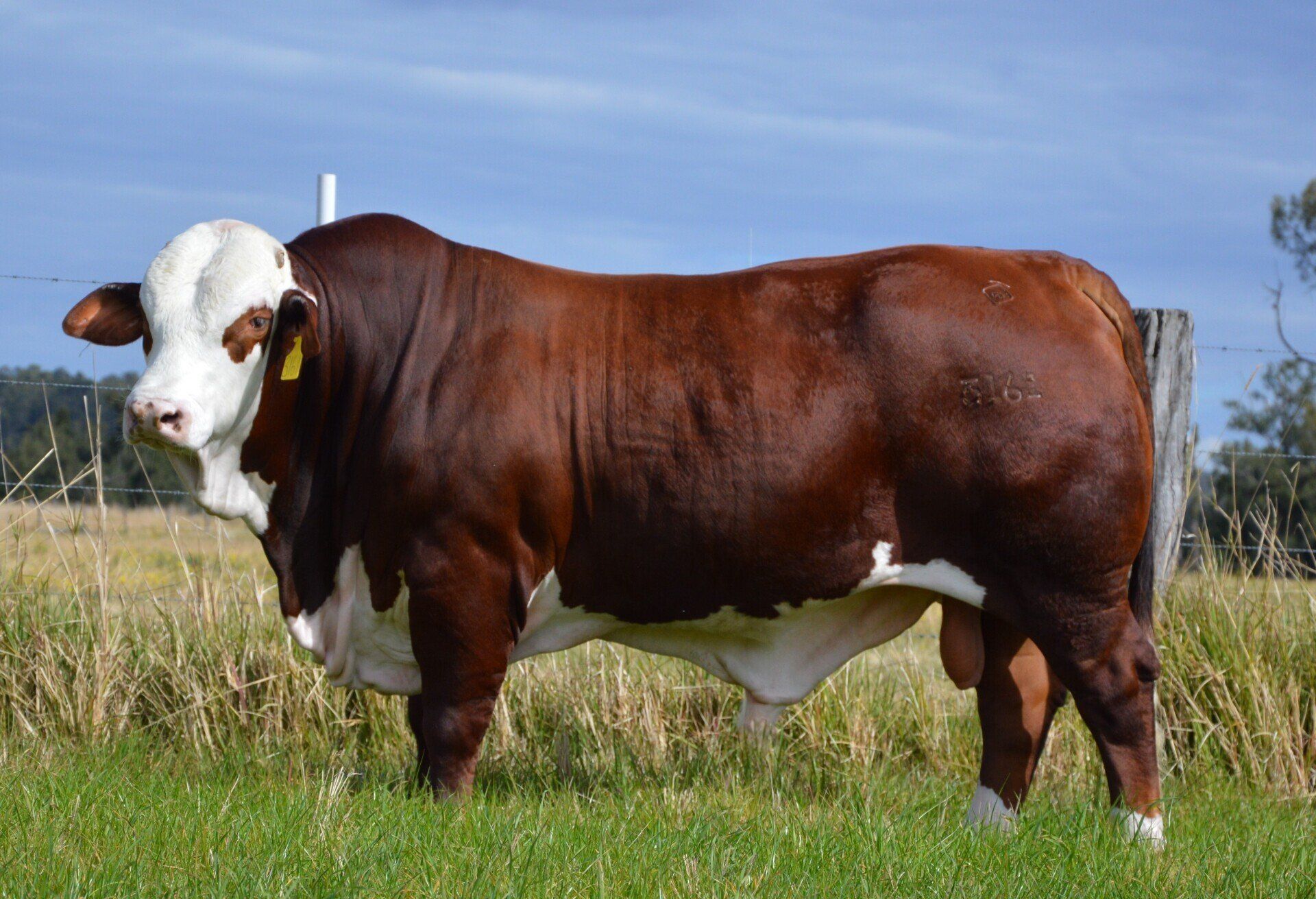 Strathgyle Brafords
