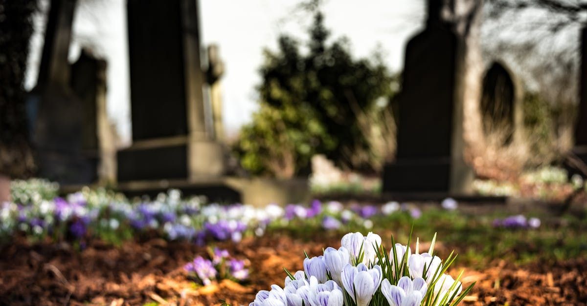 Witte bloemen bloeien op een begraafplaats met wazige grafstenen en paarse bloemen op de achtergrond.