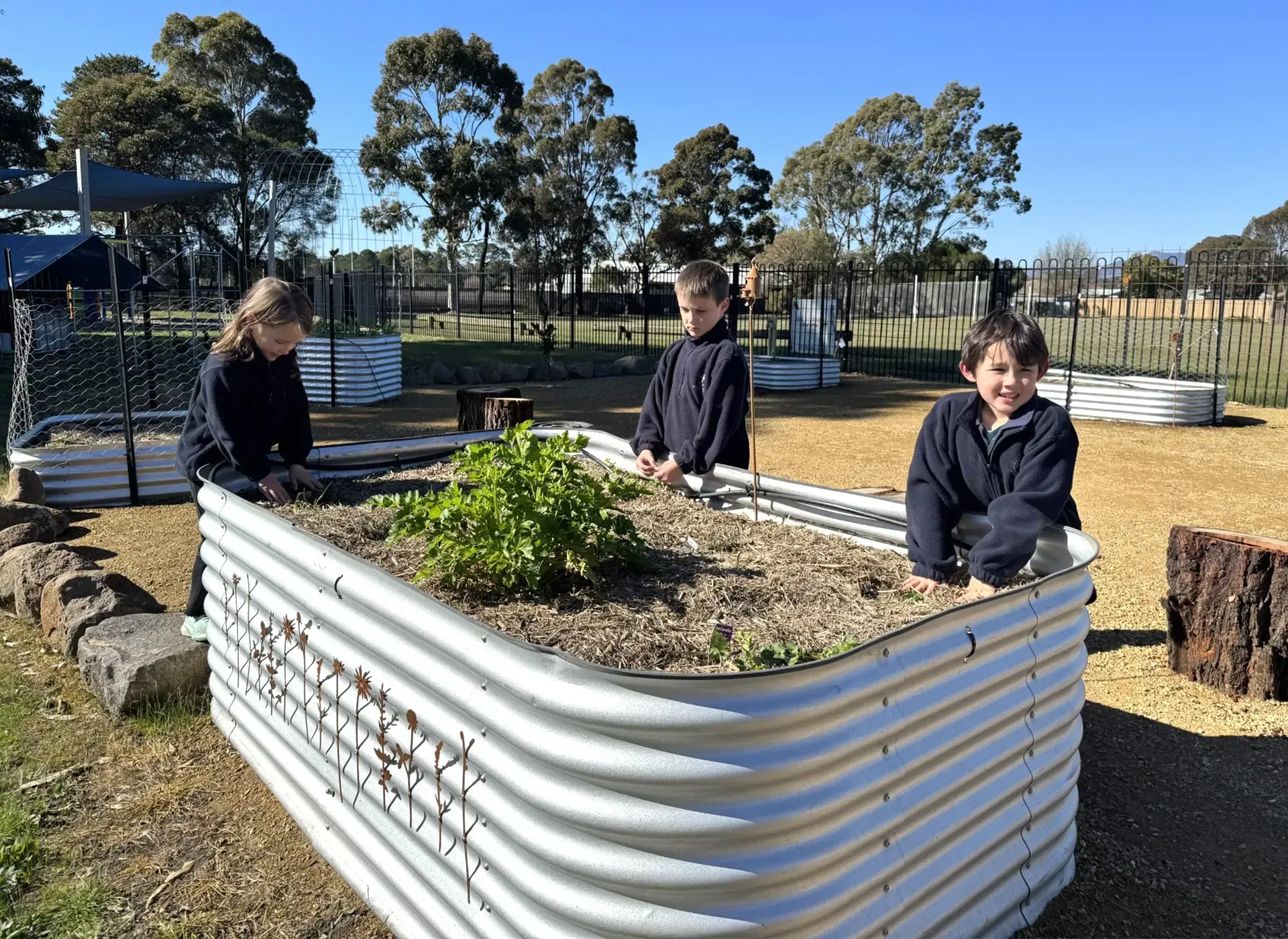 Veggie beds at Ararat North Primary School