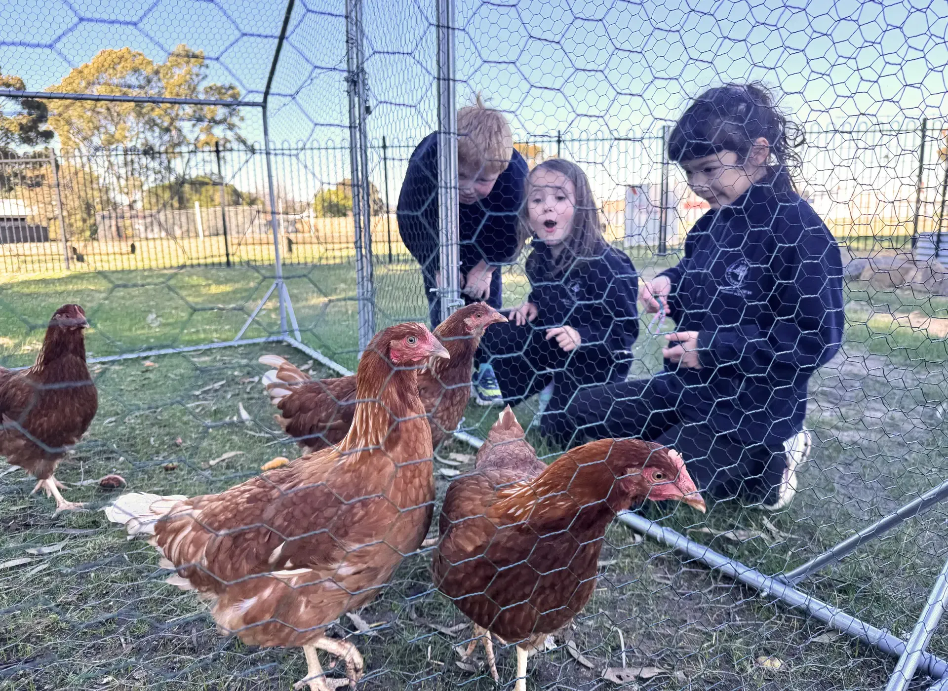 Children with Chickens at Ararat North Primary School