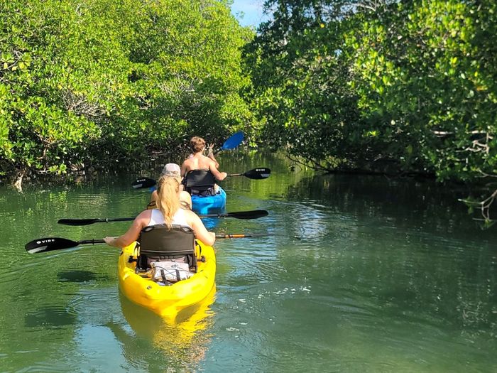 Kayakers navigate through a mangrove forest