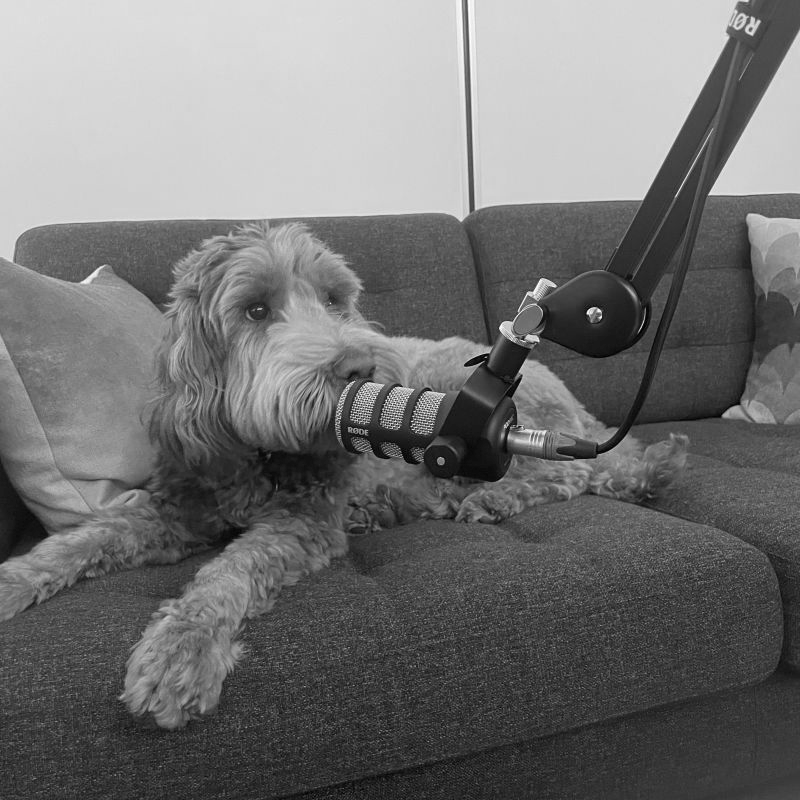 Dog contributing to a podcast