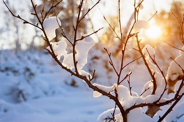 Winters Morning