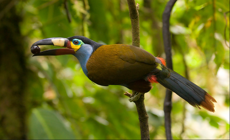 Mindo Bird Watching Tour