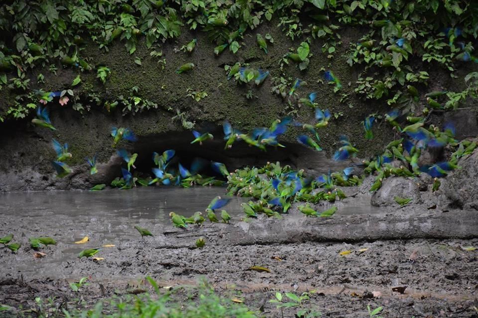 Amazon Yasuni Rainforest - 5 Days