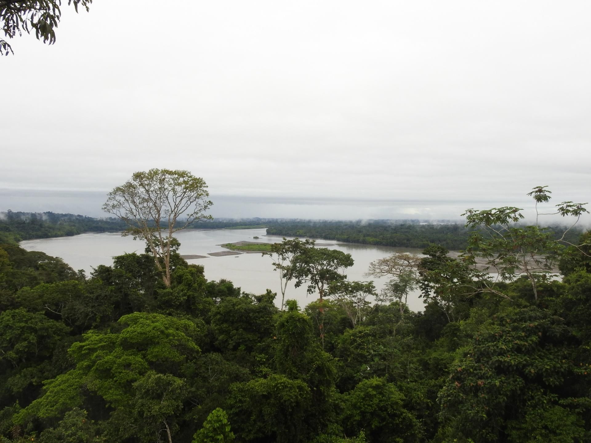 Lush green forest overlooking a wide river under an overcast sky