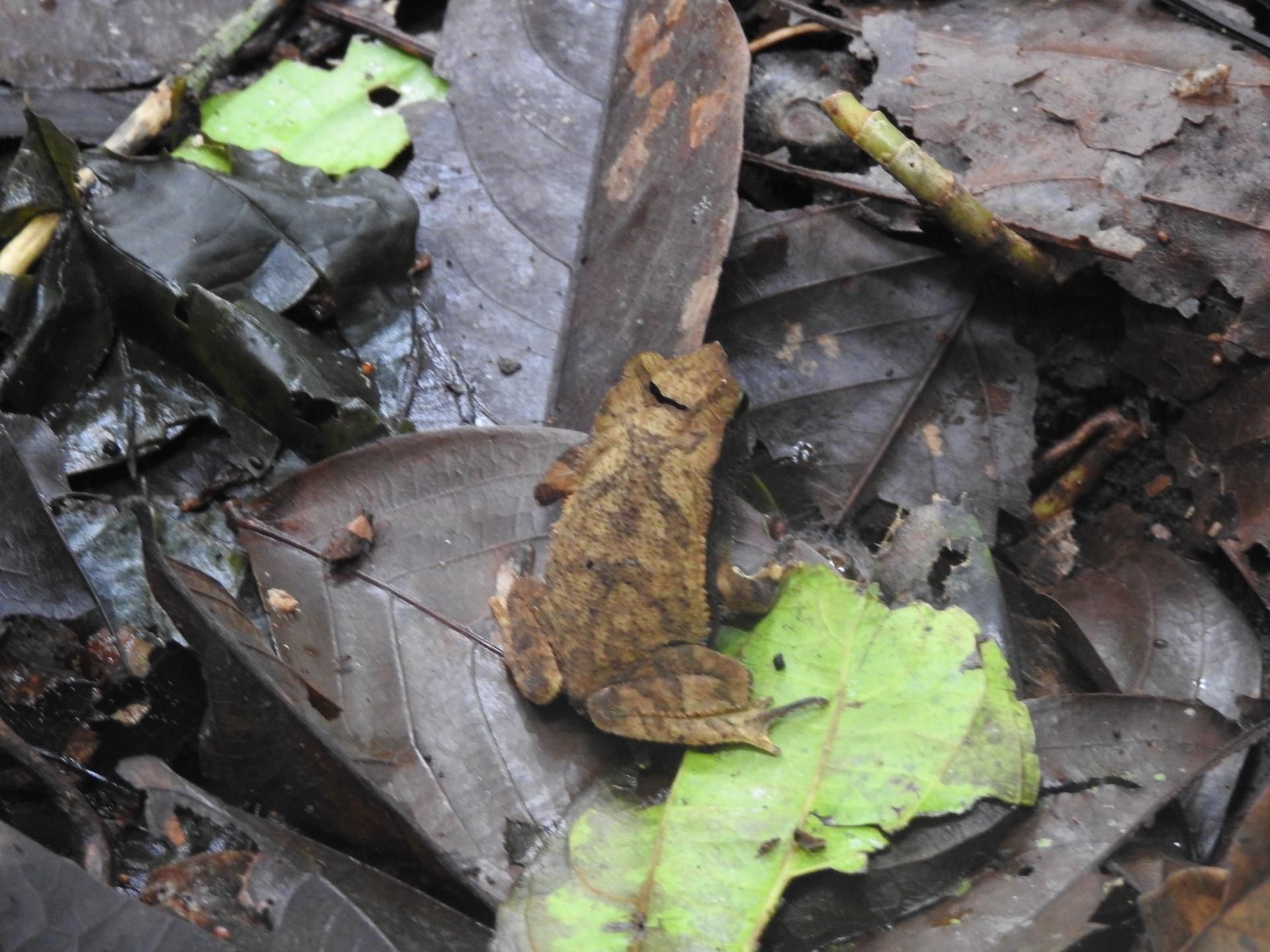 Brown leaf-like frog camouflaged among wet dark leaves with bright green leaves nearby