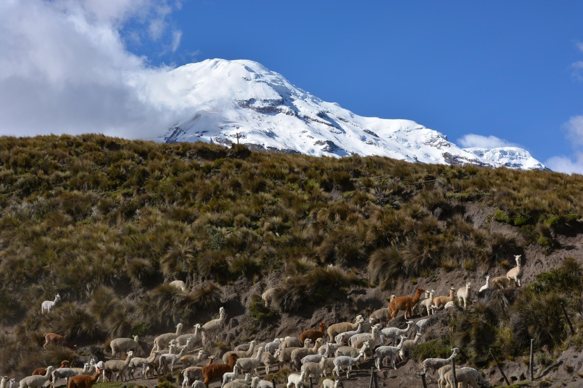 Vicuña Trek