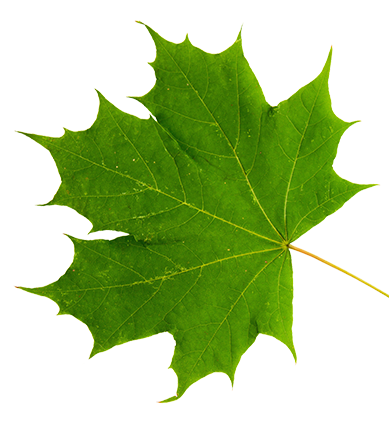 A green maple leaf on a white background