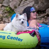 A woman is laying on a raft with a dog in the water