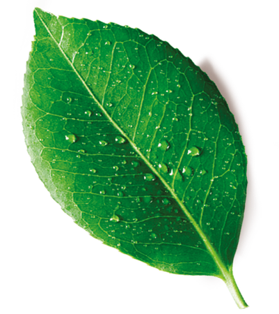 A green leaf with water drops on it