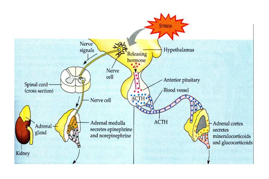 Diagram showing the stress response pathway in the body, involving the hypothalamus, pituitary gland, and adrenal glands.