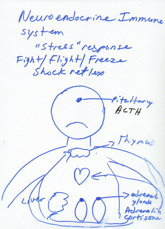 Diagram of the neuroendocrine immune system. A person with labeled organs, including pituitary, thymus, adrenal glands.