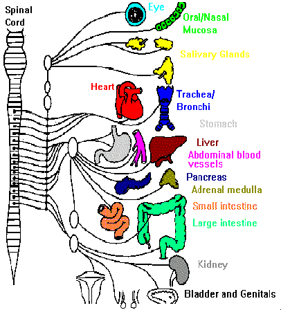 Diagram of the human nervous system; spinal cord connecting to various organs, color-coded for each.