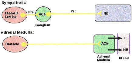 Diagram of the sympathetic nervous system showing neurotransmitters and their actions on target organs.
