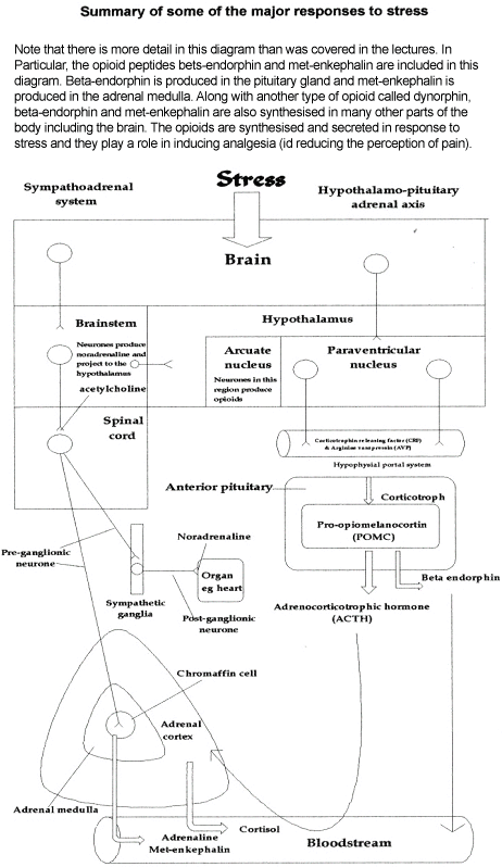 Diagram of stress responses, including the brain, nervous system, and hormone production.