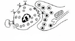 Diagram of a synapse, showing a presynaptic neuron releasing neurotransmitters into the synaptic cleft