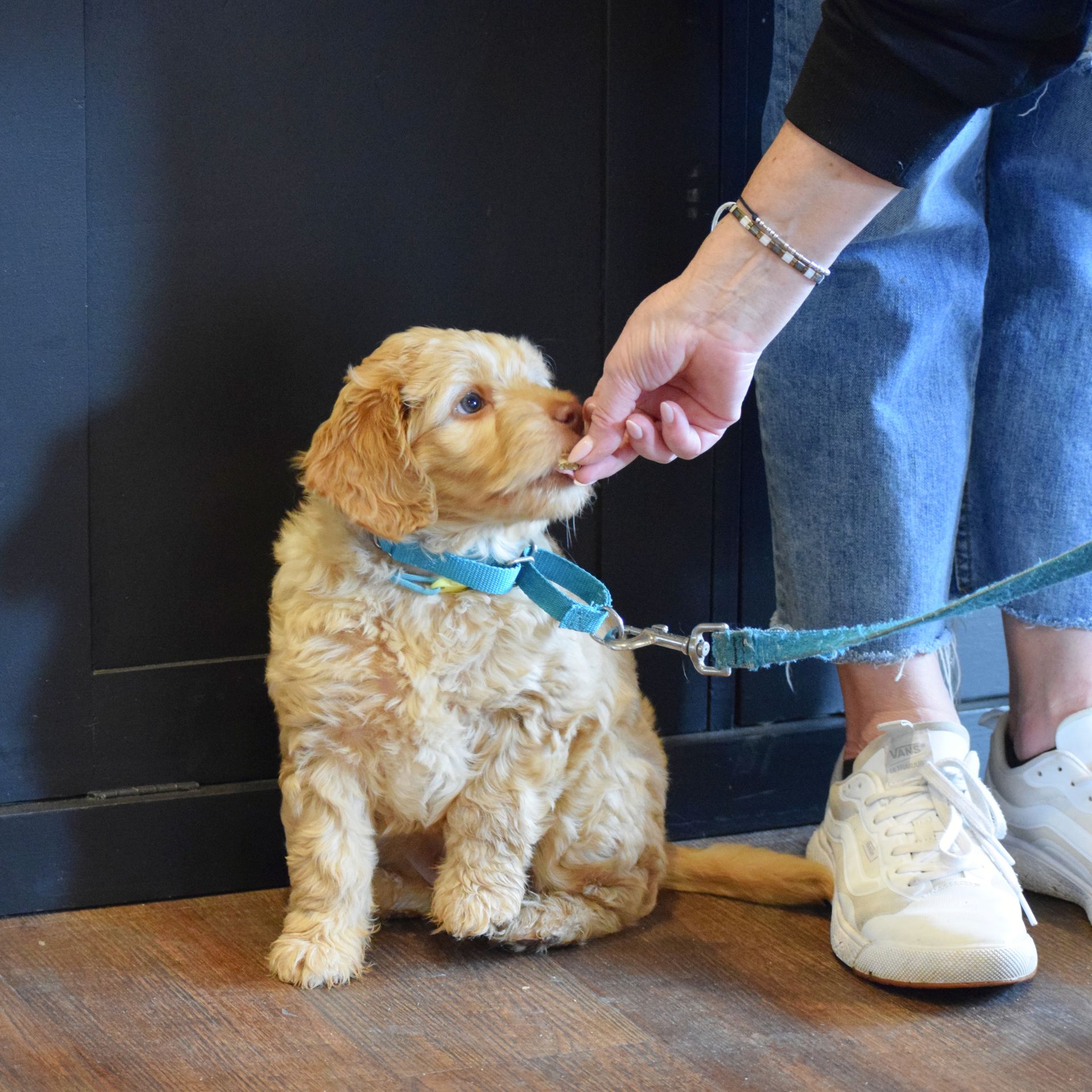 Puppy Leash Training