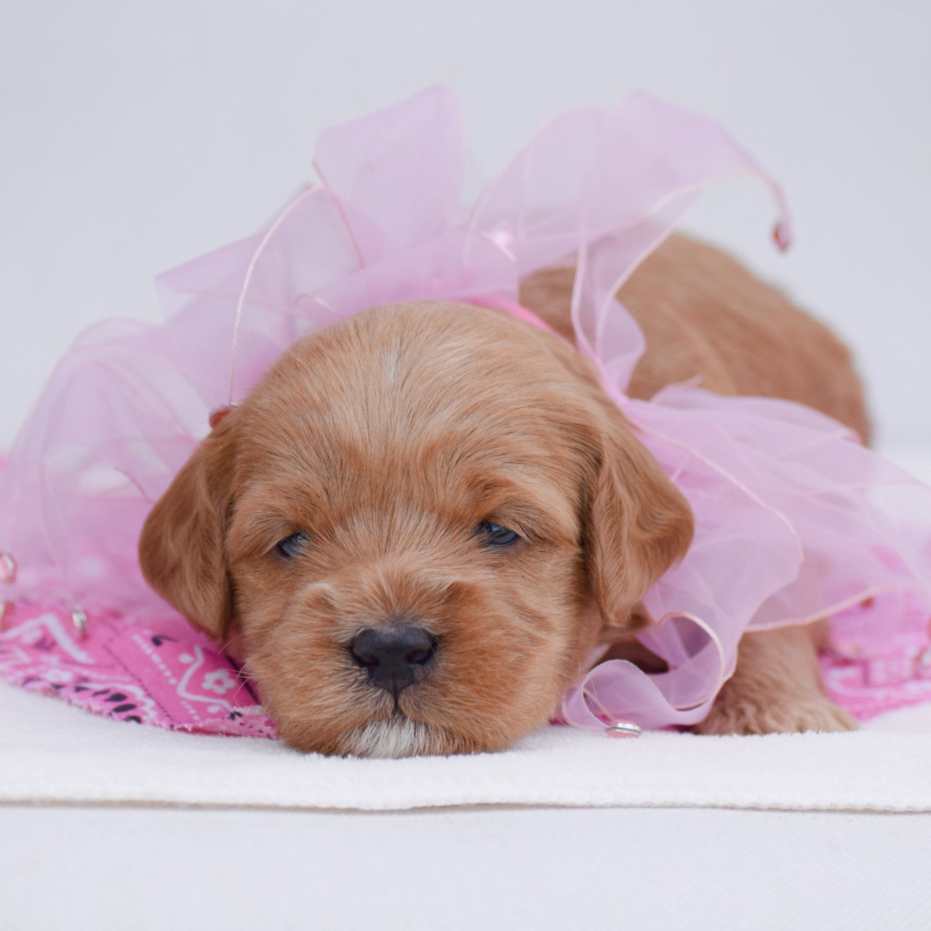 Sleeping Labradoodle Puppy.