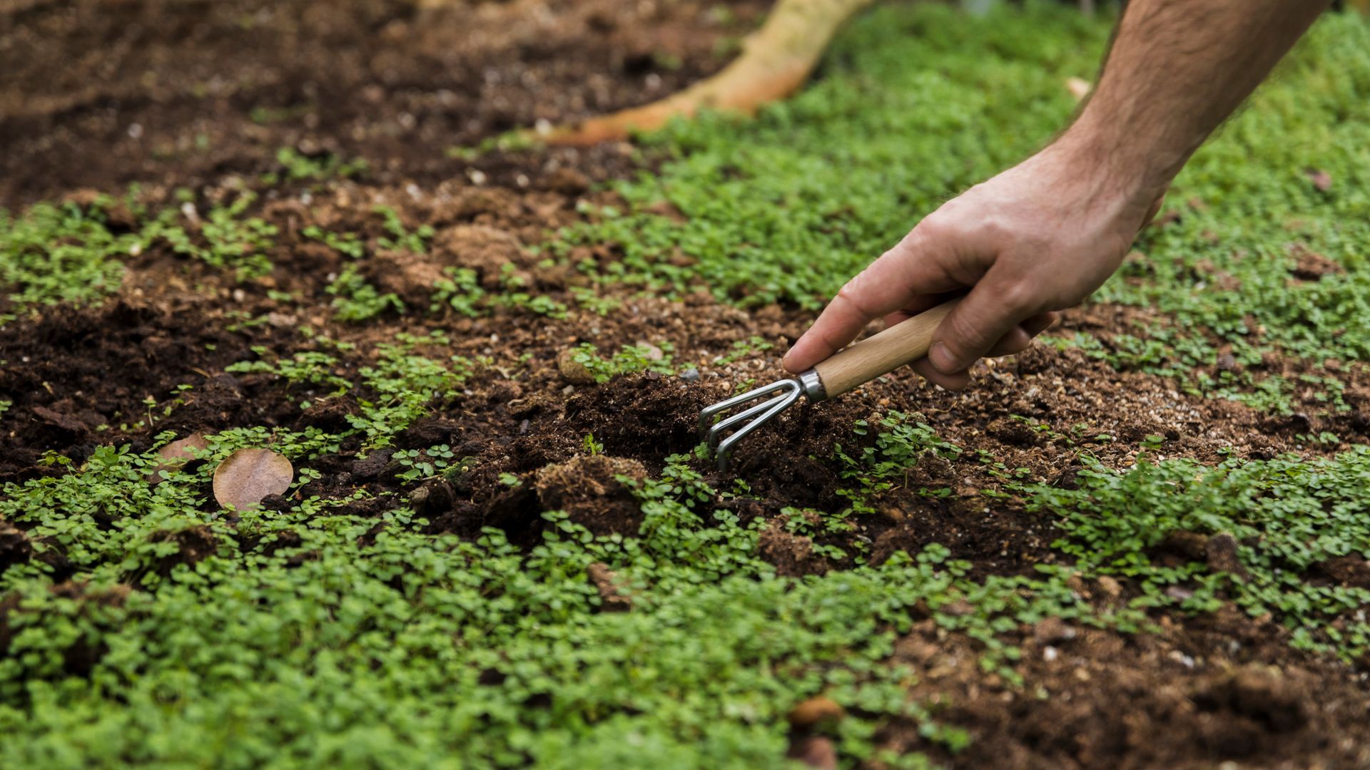 Hand using a hand rake to cultivate soil among green seedlings in a garden bed