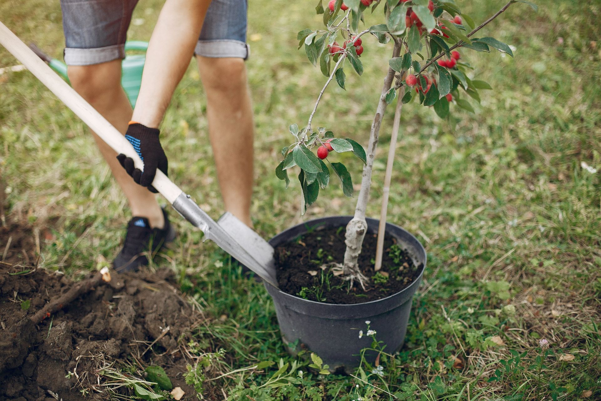 Person planting a potted tree in a garden with a shovel