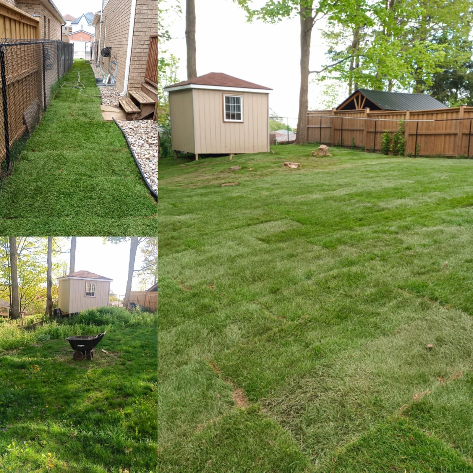A collage of a backyard showing a side path and lawn before and after new sod installation around a storage shed.