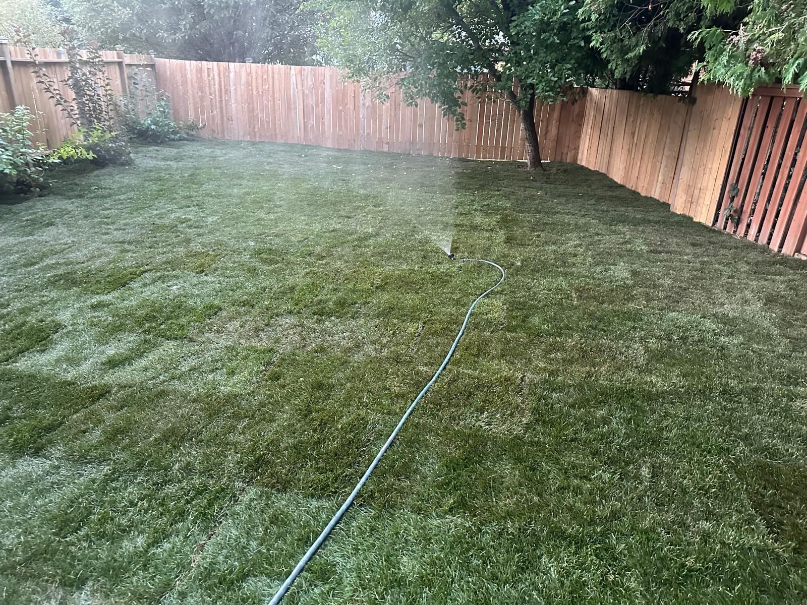 A sprinkler is spraying water on a lush green lawn in a backyard.