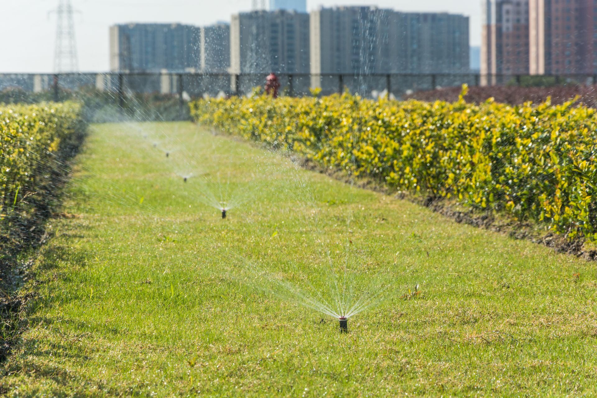 A row of sprinklers are spraying water on a lush green field.
