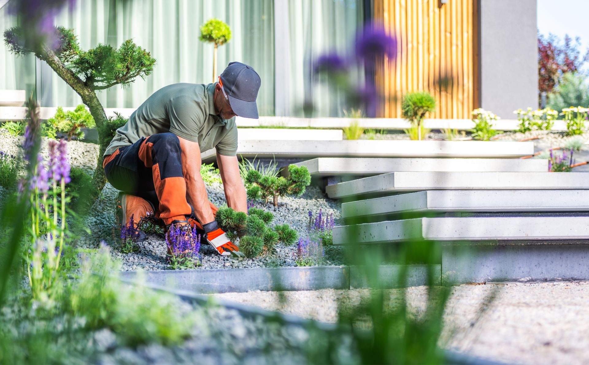 A man is kneeling down in a garden cutting plants.