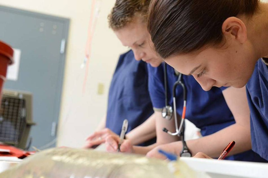 Two female veterinarians are working on a dog.