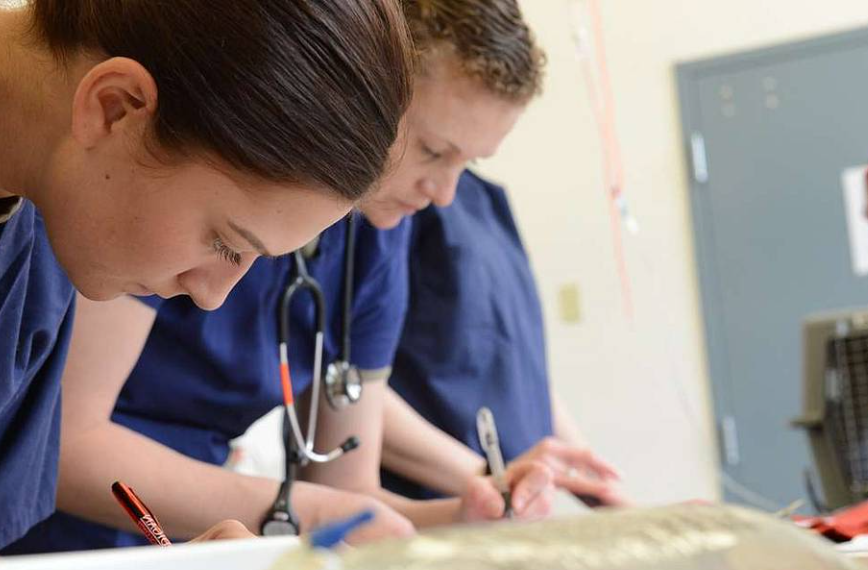 Two female veterinarians are working on a dog.