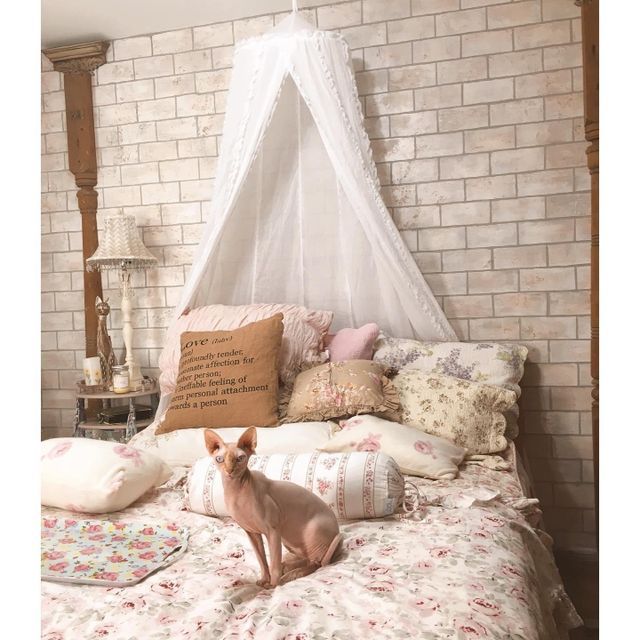 Sphynx cat sits on a floral bed with pillows and a sheer canopy against a brick wall.