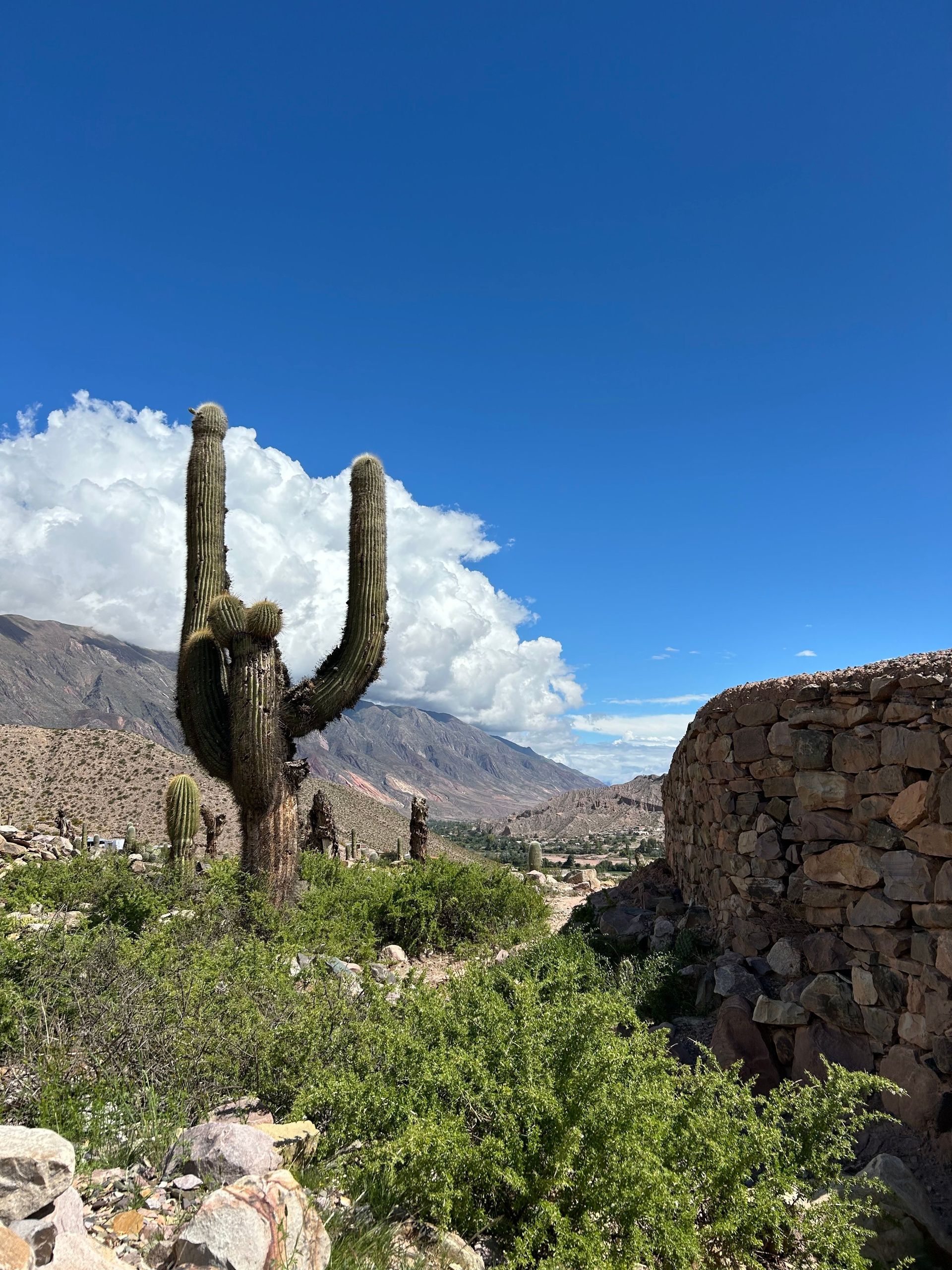 Cactus altos en un paisaje desértico con muros de piedra, montañas y un cielo azul brillante.