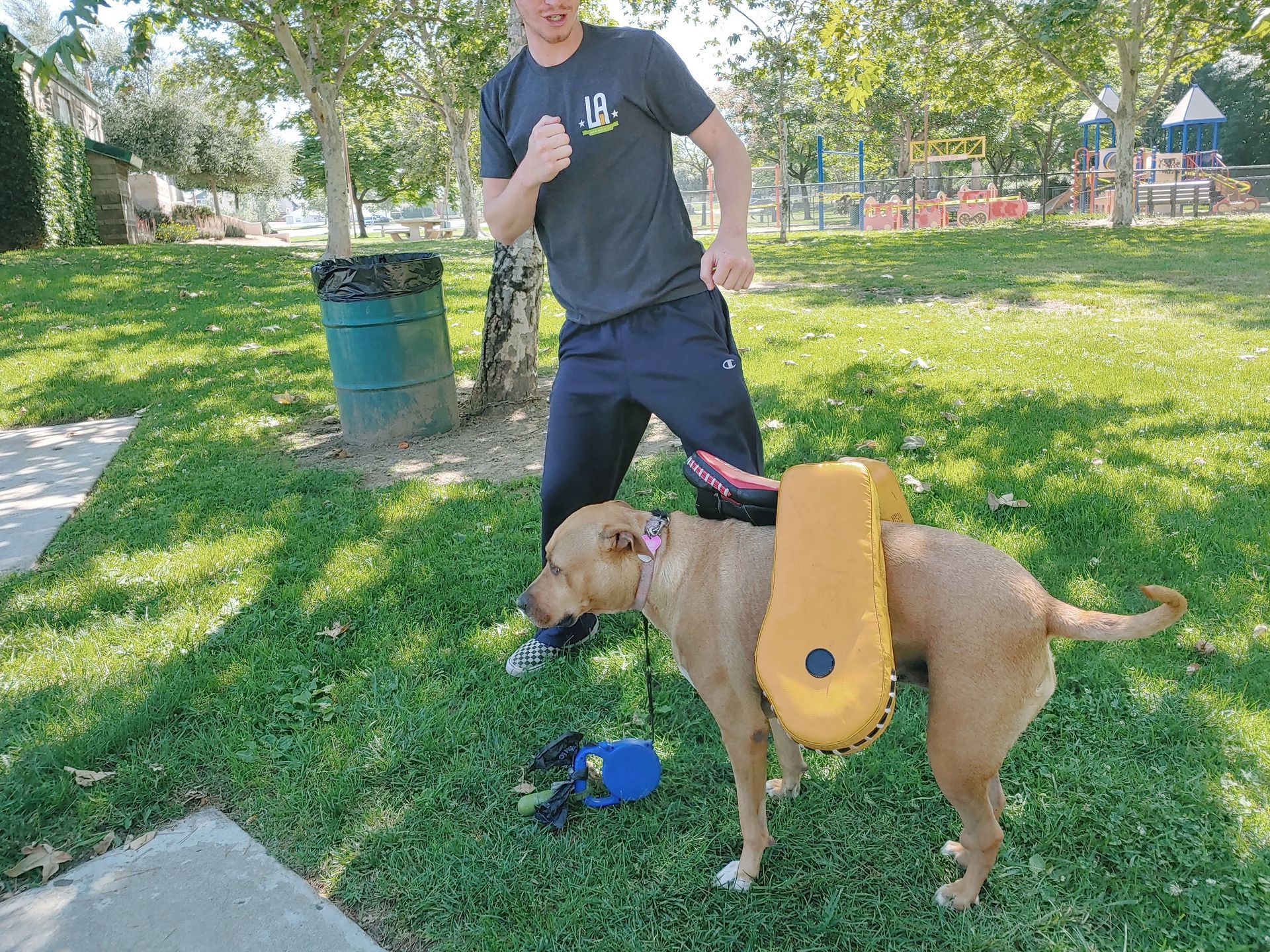 Man punches toward dog wearing a training pad in park. Blue leash on ground.