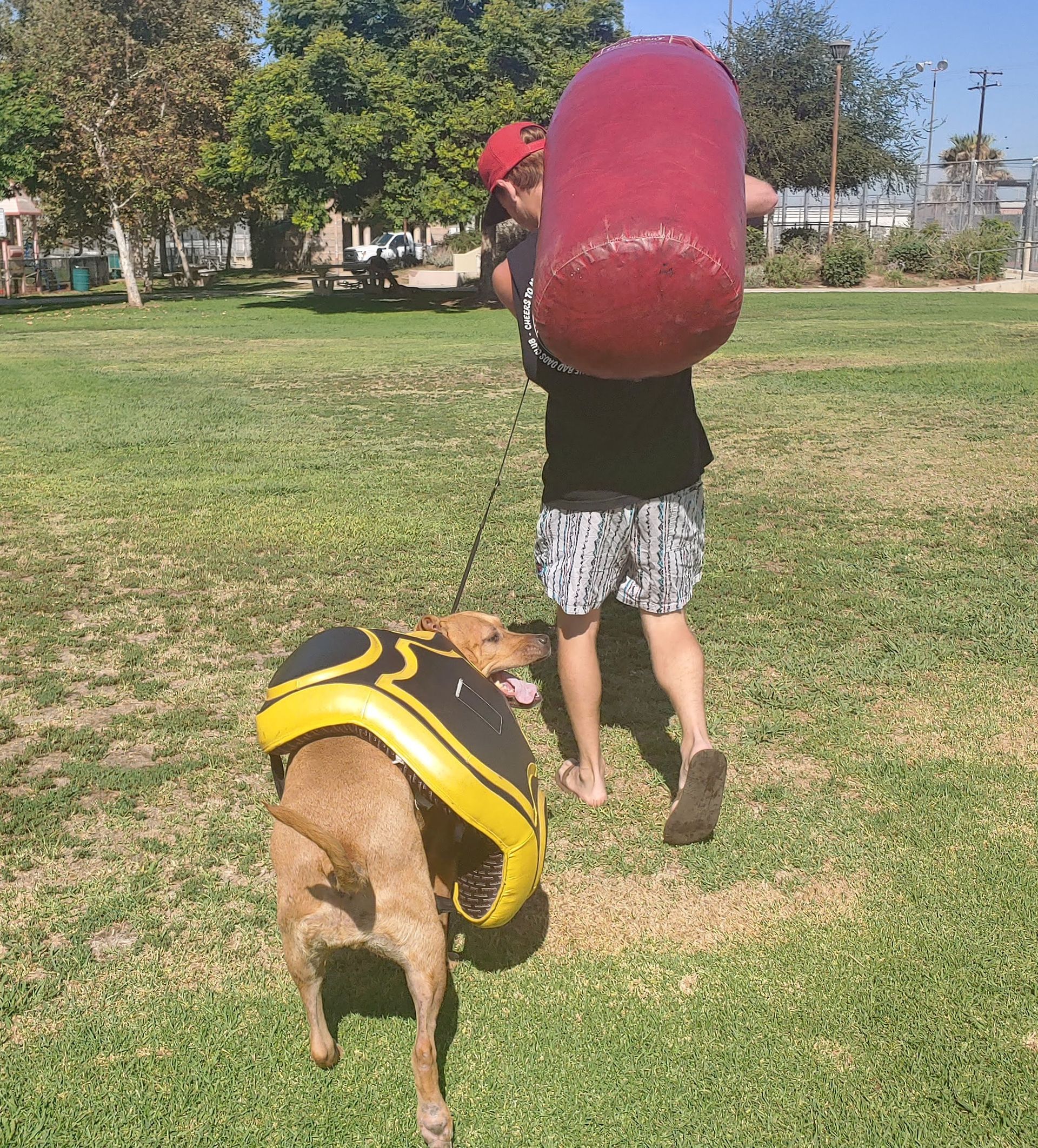 A person carries a large, red, inflated cylinder while a dog wearing a yellow and black life vest walks on a grassy field.