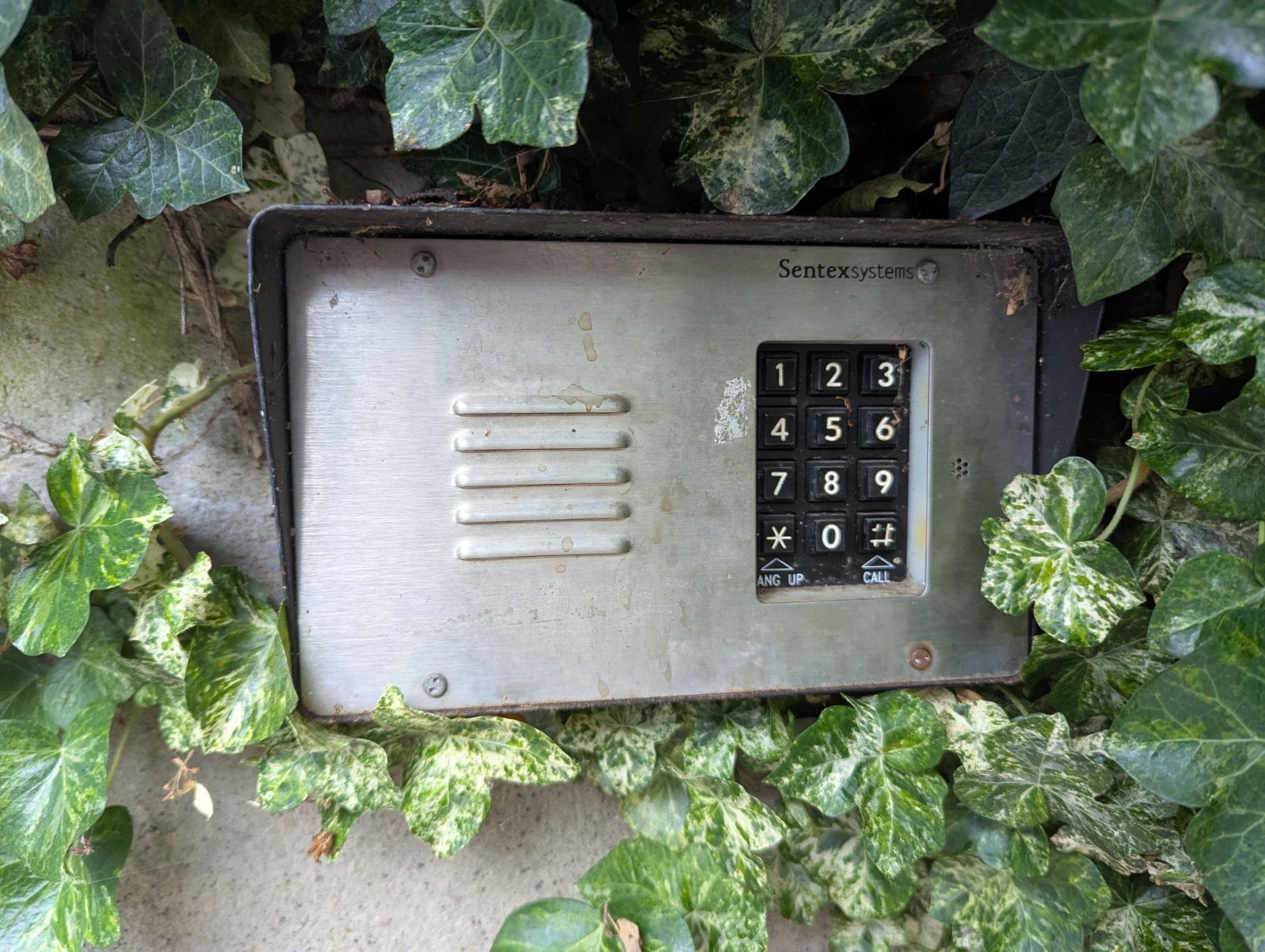 Exterior keypad intercom surrounded by green and white ivy.