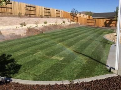 A lush green lawn with a wooden fence in the background.
