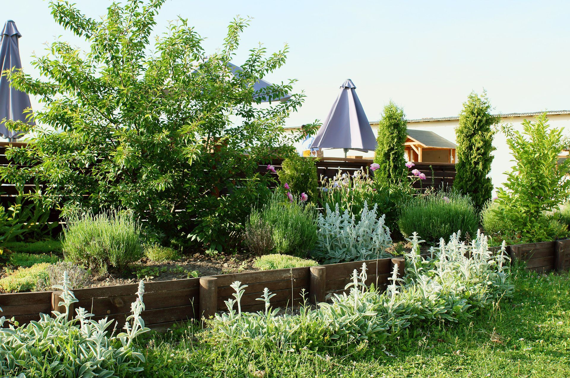 A garden with lots of plants and umbrellas in the background