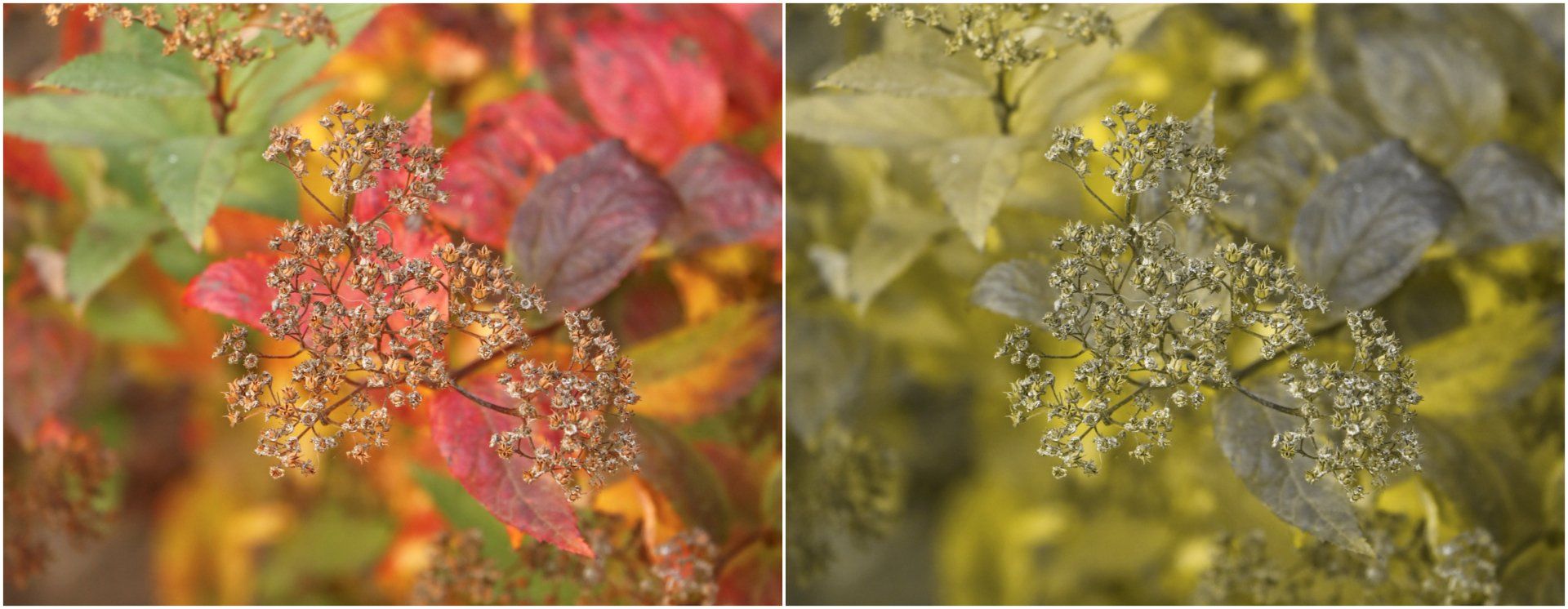 Red-Green Colorblindness