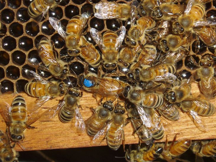 Cluster of bees on a honeycomb frame, with one marked by a blue dot.