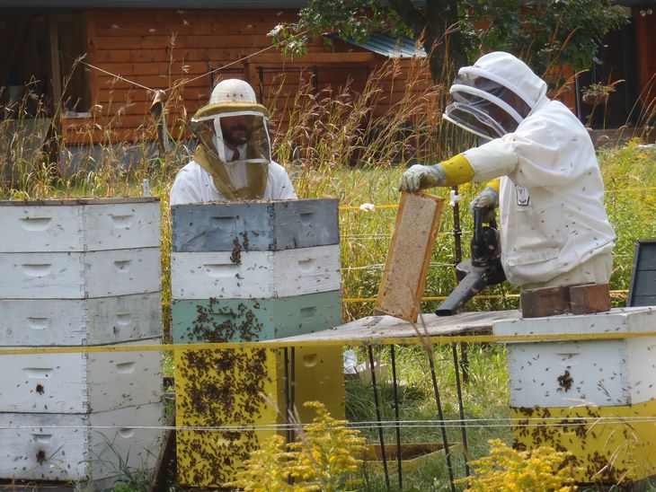 Beekeepers in protective suits inspect hives outdoors in a grassy yard.
