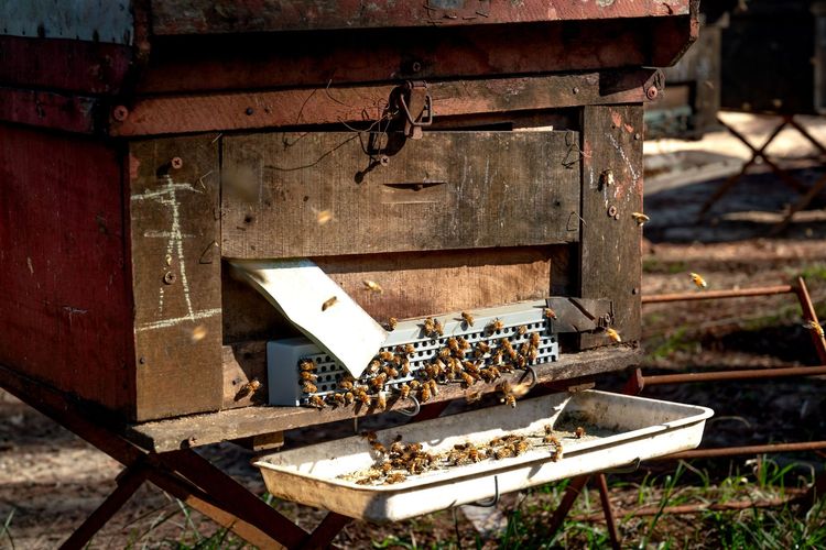 Bees swarming at the entrance of a wooden beehive with a tray below