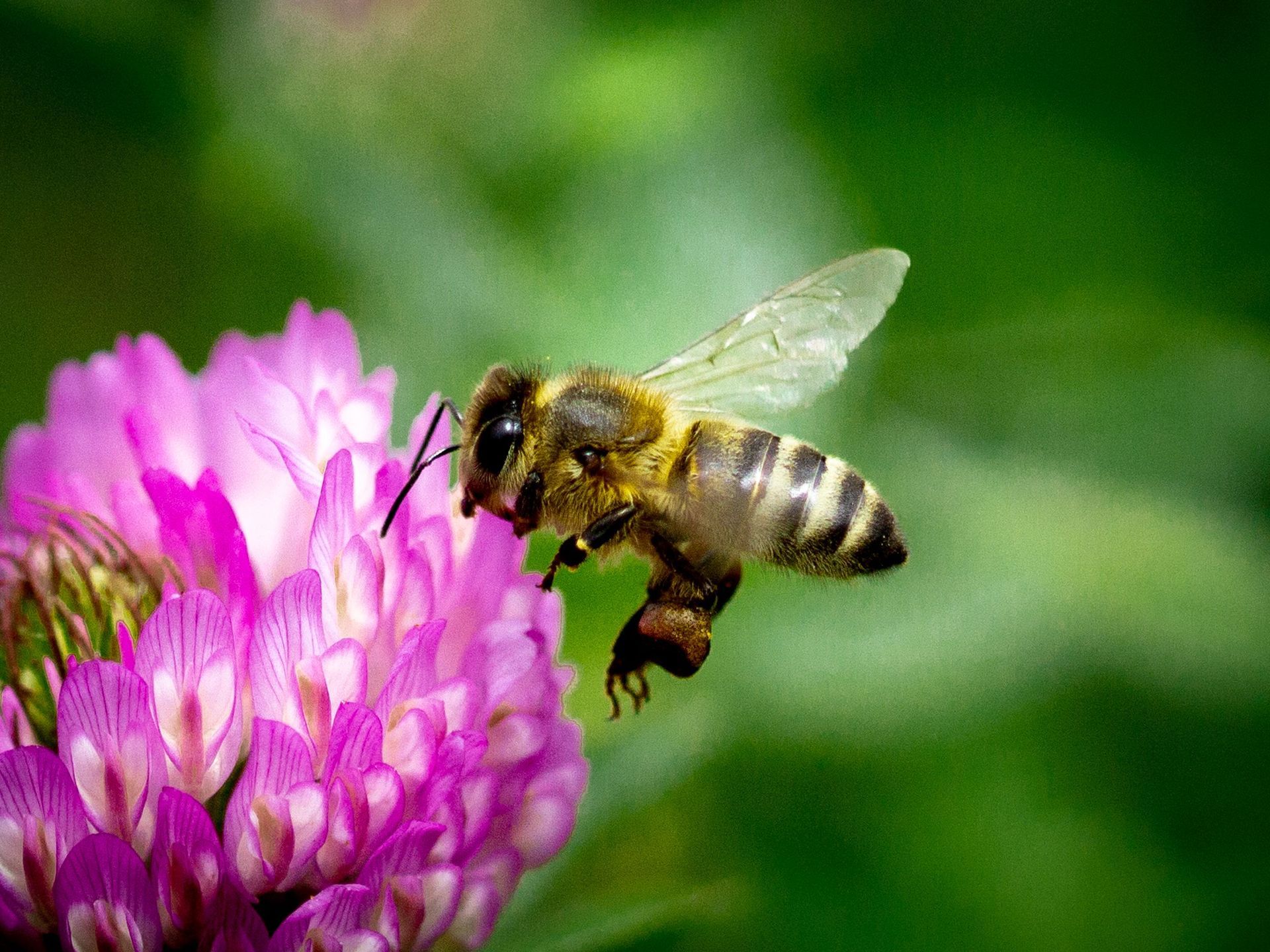 Bee hovering over a pink flower in a green garden