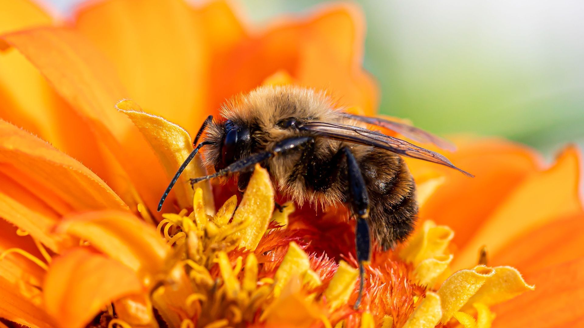 Bee gathering pollen on a bright orange flower