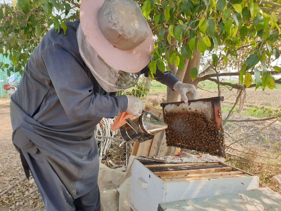 Beekeeper lifting a honeycomb frame from an open hive outdoors under a tree.