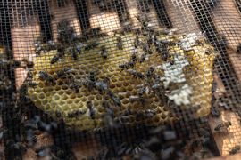Honeycomb with bees inside a hive behind wire mesh, showing yellow wax cells and dark brood cells.