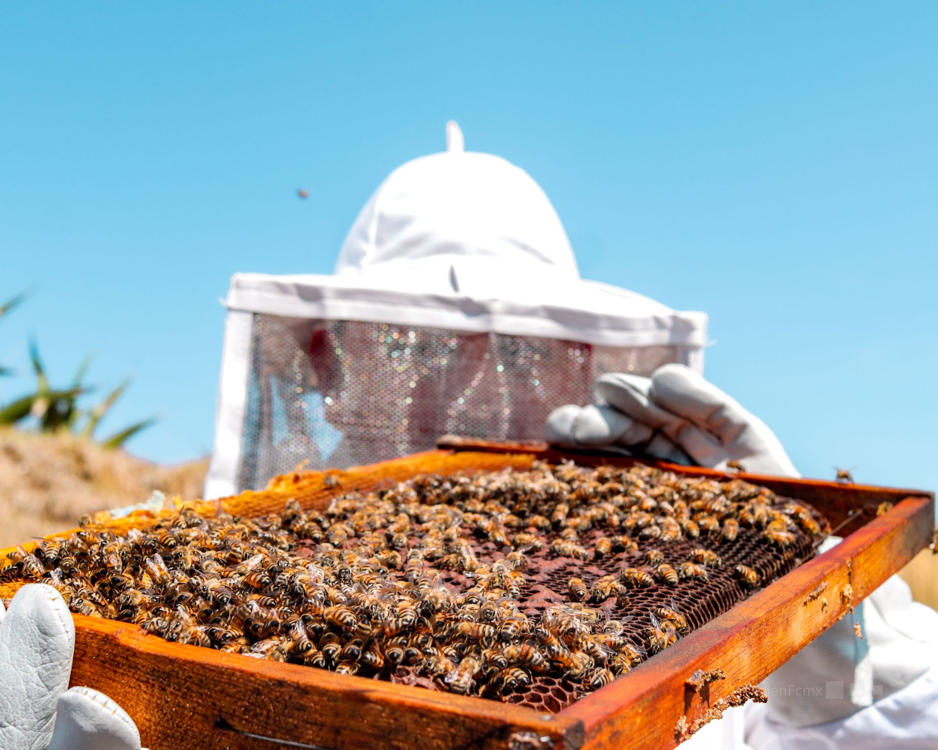 Beekeeper holding a honeycomb frame covered with bees outdoors under a blue sky